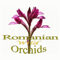 Romanian Wild Orchids Logo